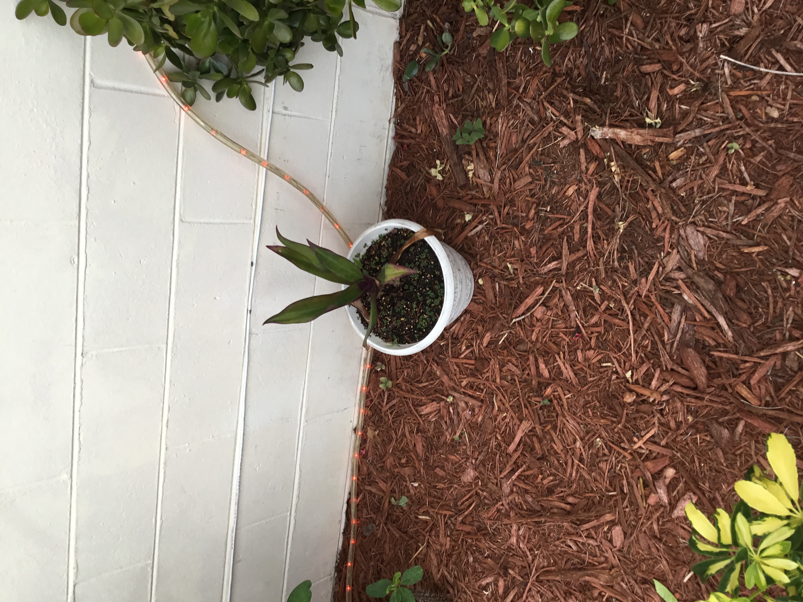 Tradescantia spathacea (Boat Lily).jpg